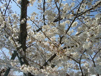 摂津峡桜公園の桜①.JPGのサムネール画像